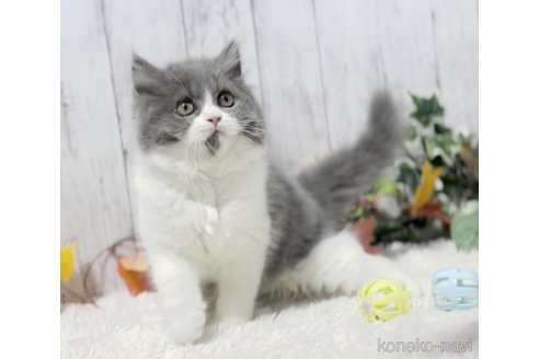 成約済の静岡県のブリティッシュショートヘア-71303の3枚目