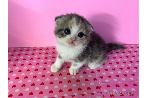 成約済の大阪府のスコティッシュフォールド(折れ耳)-71319