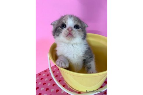 成約済の大阪府のスコティッシュフォールド(折れ耳)-71319の5枚目