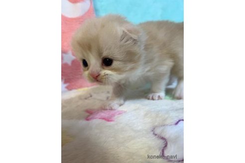成約済の大阪府のスコティッシュフォールド(折れ耳)-71324の3枚目