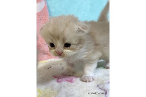 成約済の大阪府のスコティッシュフォールド(折れ耳)-71324の5枚目