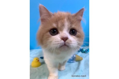 成約済の大阪府のスコティッシュストレート-71331の5枚目