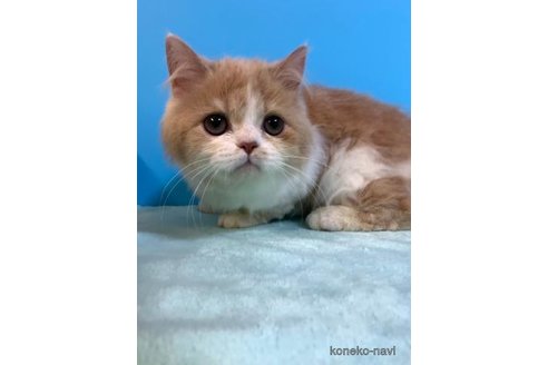 成約済の大阪府のスコティッシュストレート-71331の1枚目