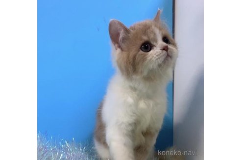 成約済の大阪府のスコティッシュストレート-71331の2枚目