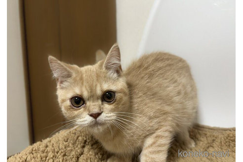 成約済の埼玉県のスコティッシュフォールド-71347の1枚目
