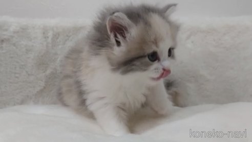 成約済の埼玉県のサイベリアン-71377の2枚目