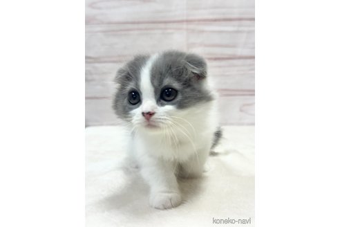 成約済の埼玉県のスコティッシュフォールド-71449の11枚目