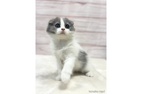 成約済の埼玉県のスコティッシュフォールド-71449の9枚目