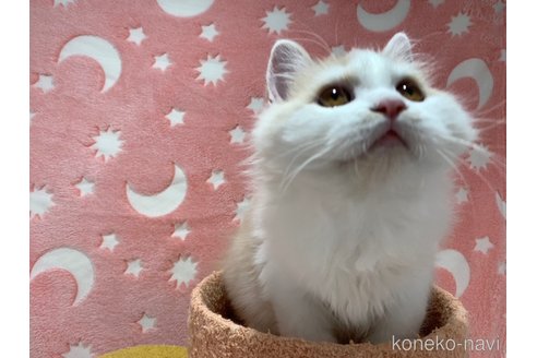 成約済の大阪府のスコティッシュフォールド-68352の2枚目