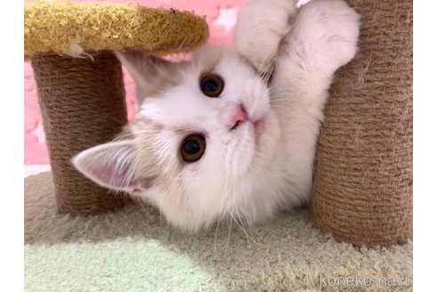 成約済の大阪府のスコティッシュフォールド-68352の4枚目