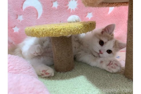 成約済の大阪府のスコティッシュフォールド-68352の3枚目