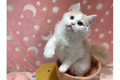 成約済の大阪府のスコティッシュフォールド-68352の5枚目