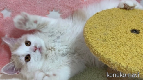 成約済の大阪府のスコティッシュフォールド-68352の1枚目