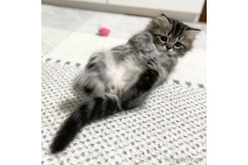 成約済の愛知県のミヌエット-70208の27枚目