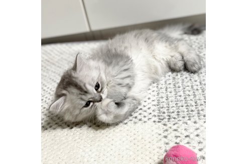 成約済の愛知県のミヌエット-70198の7枚目