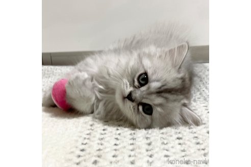 成約済の愛知県のミヌエット-70198の6枚目