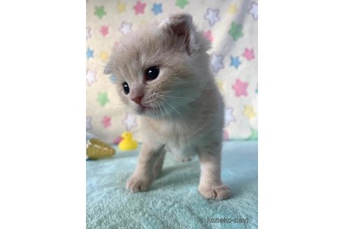成約済の大阪府のスコティッシュフォールド(折れ耳)-71472の2枚目