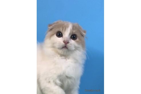 成約済の大阪府のスコティッシュフォールド(折れ耳)-71473の1枚目