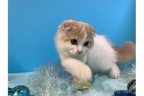 成約済の大阪府のスコティッシュフォールド(折れ耳)-71473の2枚目