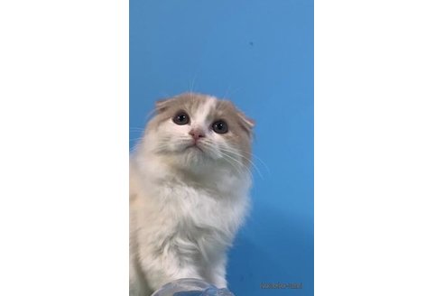 成約済の大阪府のスコティッシュフォールド(折れ耳)-71473の3枚目