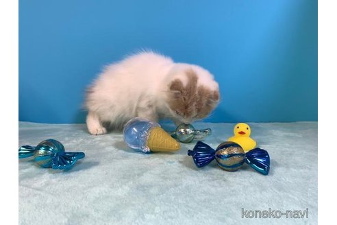 成約済の大阪府のスコティッシュフォールド(折れ耳)-71473の5枚目