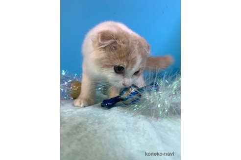 成約済の大阪府のスコティッシュフォールド(折れ耳)-71473の4枚目