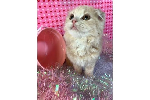 成約済の大阪府のスコティッシュフォールド(折れ耳)-71474の5枚目