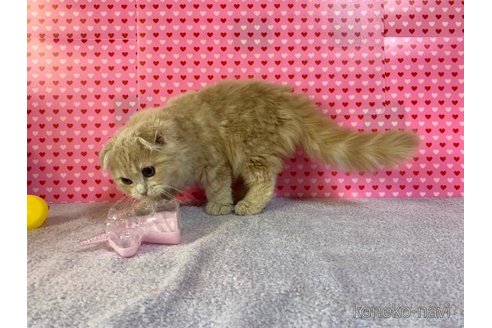 成約済の大阪府のスコティッシュフォールド(折れ耳)-71474の4枚目