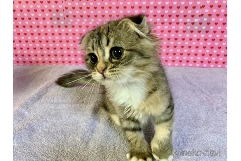 成約済の大阪府のスコティッシュフォールド(折れ耳)-71478の2枚目