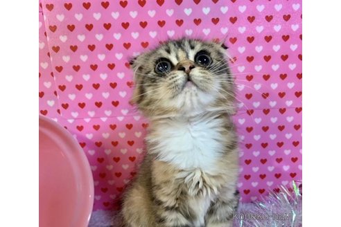 成約済の大阪府のスコティッシュフォールド(折れ耳)-71478の1枚目