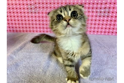 成約済の大阪府のスコティッシュフォールド(折れ耳)-71478の3枚目