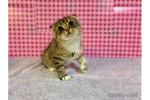成約済の大阪府のスコティッシュフォールド(折れ耳)-71478の4枚目
