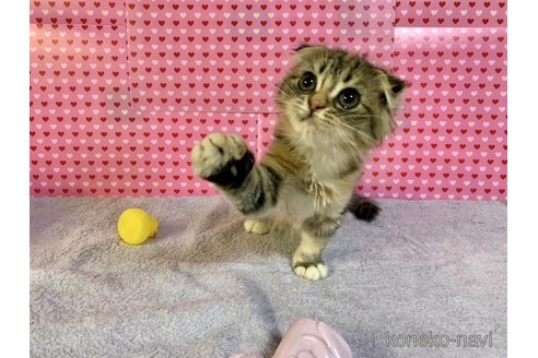 成約済の大阪府のスコティッシュフォールド(折れ耳)-71478の5枚目