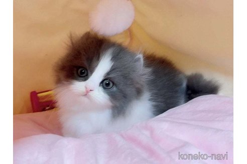 成約済の愛媛県のミヌエット(短足)-71484の1枚目