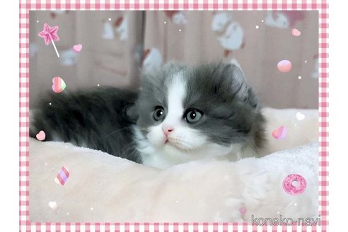 成約済の愛媛県のミヌエット(短足)-71484の2枚目