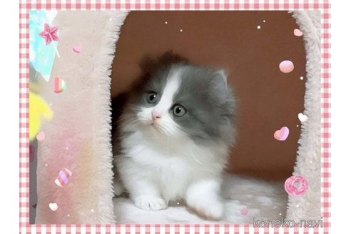 成約済の愛媛県のミヌエット(短足)-71484の3枚目