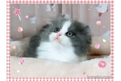 成約済の愛媛県のミヌエット(短足)-71484の5枚目