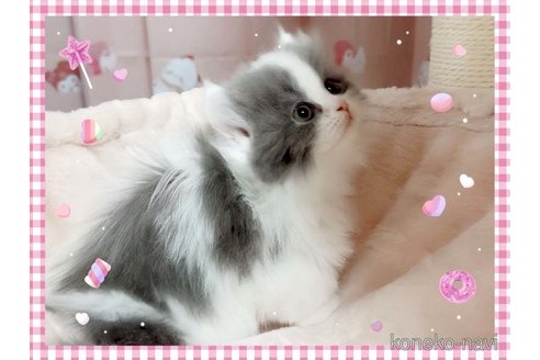 成約済の愛媛県のミヌエット(短足)-71487の2枚目