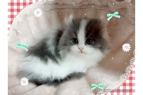 成約済の愛媛県のミヌエット(短足)-71487の3枚目