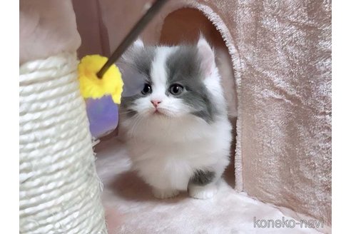 成約済の愛媛県のミヌエット(短足)-71487の5枚目