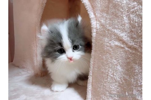 成約済の愛媛県のミヌエット(短足)-71487の4枚目