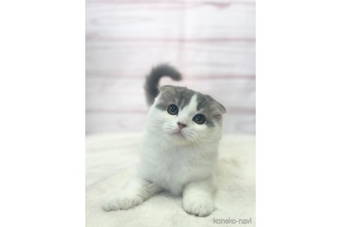 成約済の埼玉県のスコティッシュフォールド-71447の2枚目