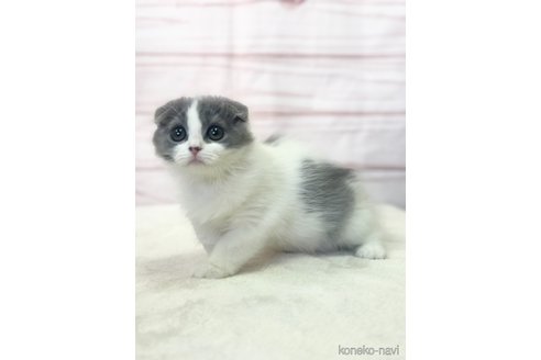 成約済の埼玉県のスコティッシュフォールド-71449の2枚目