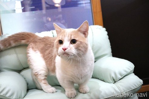 成約済の大阪府のマンチカン(短足)-49210の3枚目