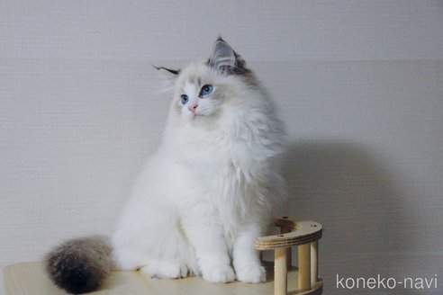 成約済の大阪府のラグドール-71584の3枚目