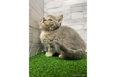 成約済の岐阜県のマンチカン-71596の3枚目