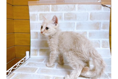 成約済の東京都のマンチカン-71664の2枚目