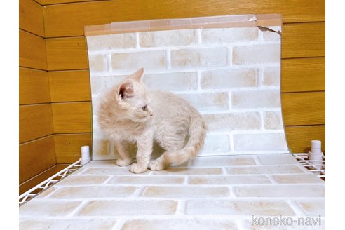 成約済の東京都のマンチカン-71664の3枚目