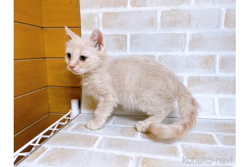 成約済の東京都のマンチカン-71664の5枚目