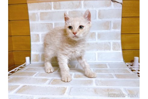 成約済の東京都のマンチカン-71664の6枚目